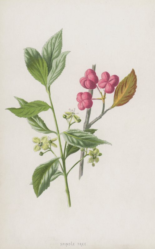 Spindelstrauch von Frederick Edward Hulme