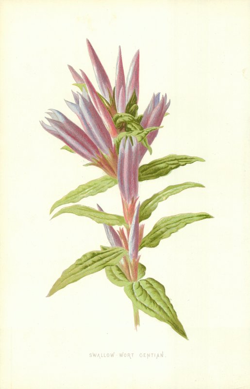 Schwalbenwurz-Enzian von Frederick Edward Hulme
