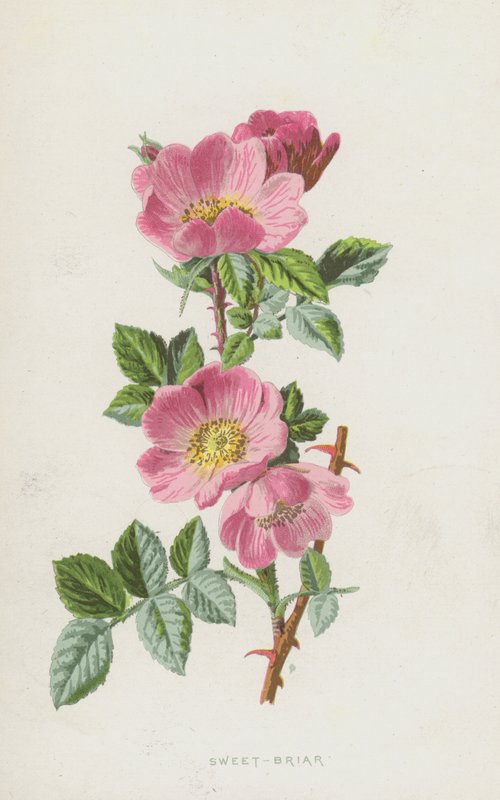 Hundsrose von Frederick Edward Hulme