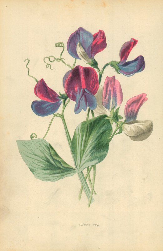 Duftwicke von Frederick Edward Hulme