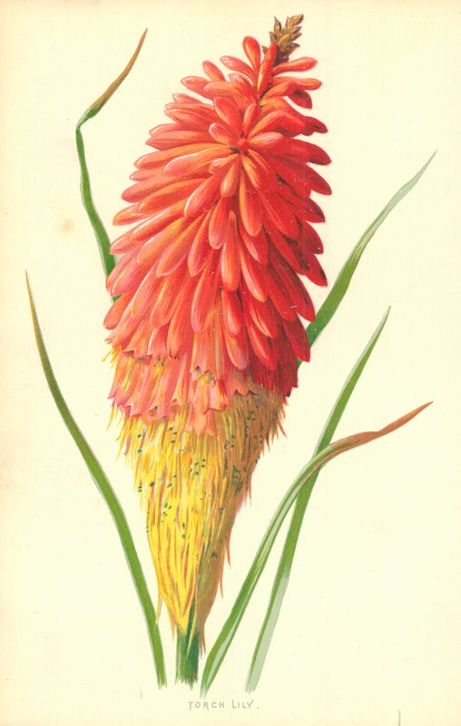 Fackellilie von Frederick Edward Hulme
