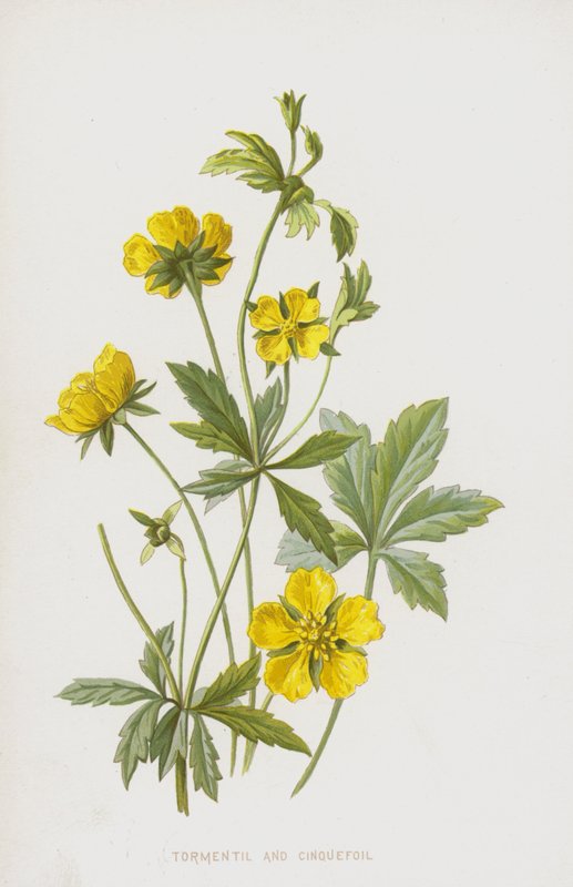 Blutwurz und Fingerkraut von Frederick Edward Hulme