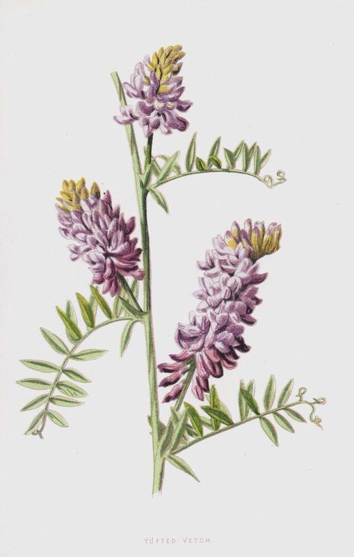 Zottige Wicke von Frederick Edward Hulme
