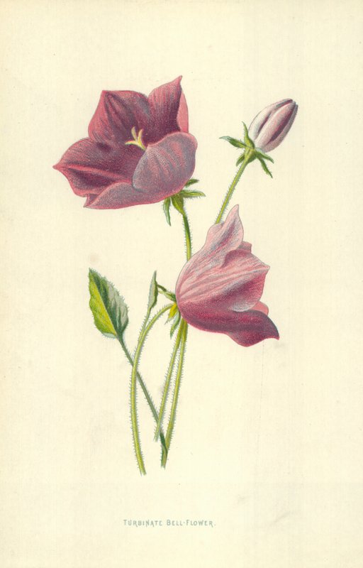 Turbinate Glockenblume von Frederick Edward Hulme