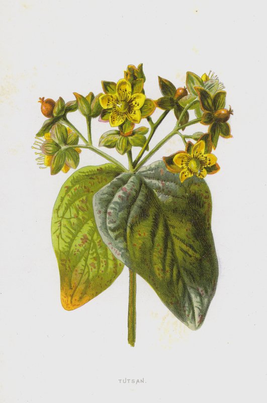Tütschenkraut von Frederick Edward Hulme