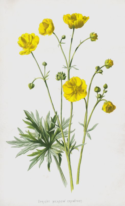 Aufrechter Hahnenfuß von Frederick Edward Hulme