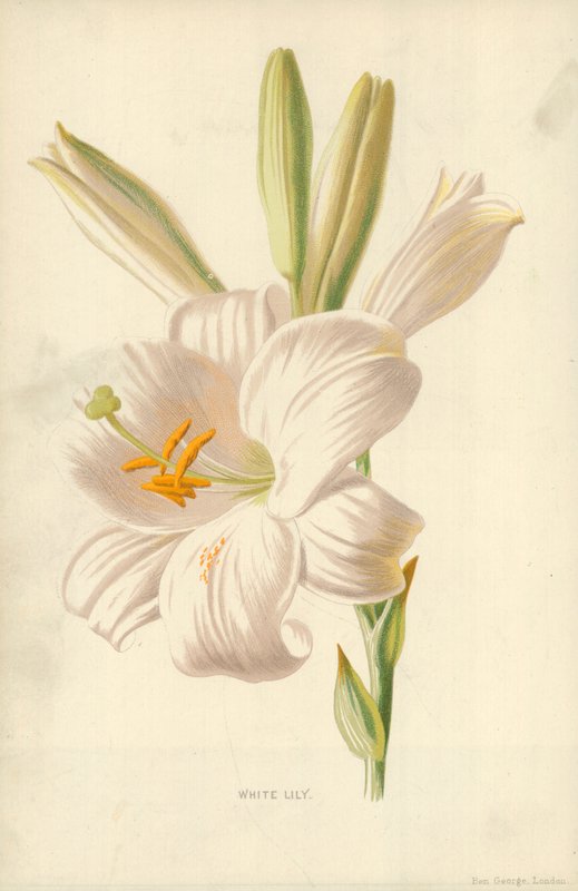 Weiße Lilie von Frederick Edward Hulme