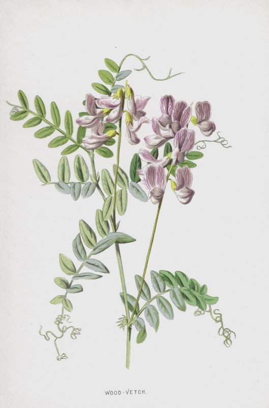 Wald-Wicke von Frederick Edward Hulme