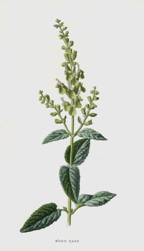 Waldsalbei von Frederick Edward Hulme