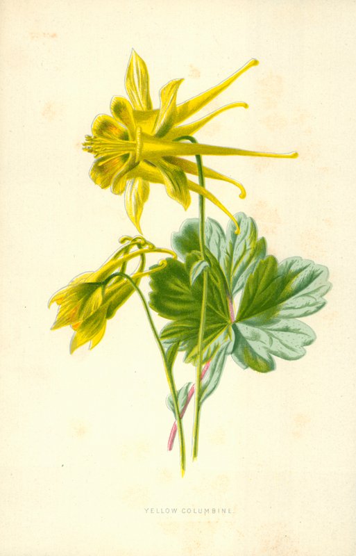 Gelbe Akelei von Frederick Edward Hulme