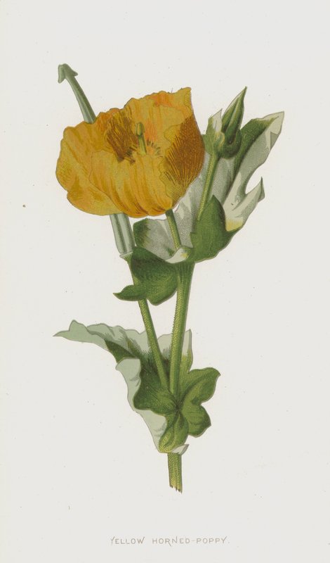 Gelber Hornmohn von Frederick Edward Hulme