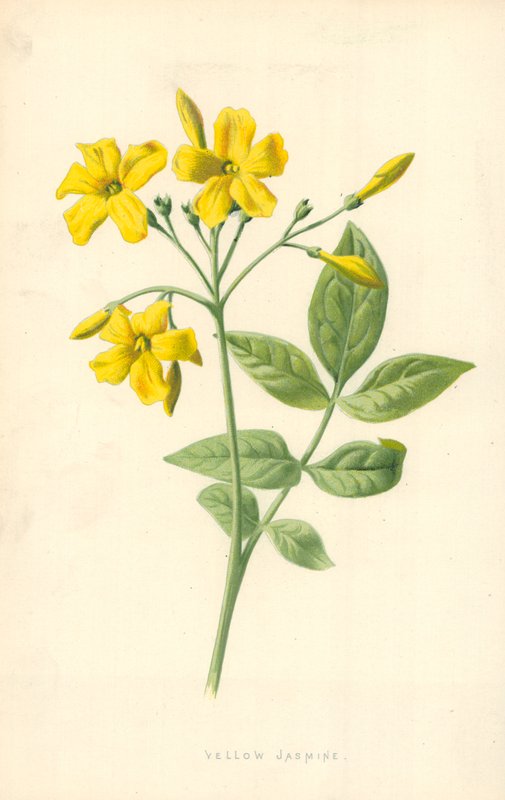 Gelber Jasmin von Frederick Edward Hulme
