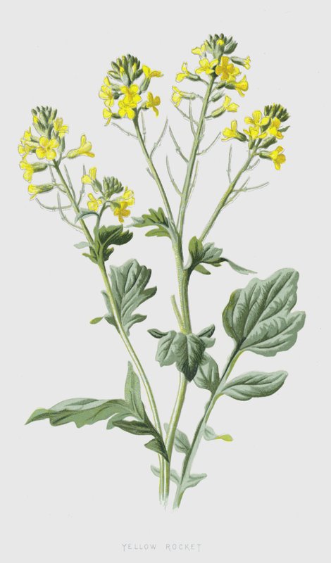 Gelbe Rübsen von Frederick Edward Hulme