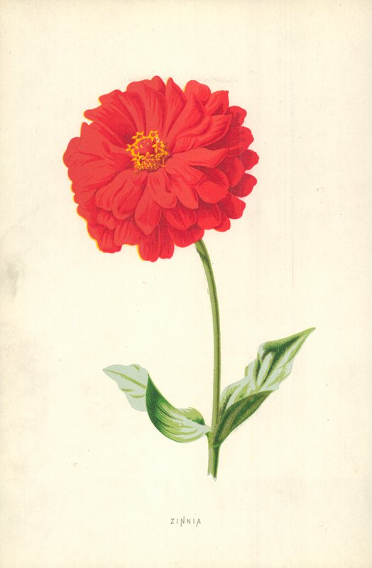 Zinnie von Frederick Edward Hulme