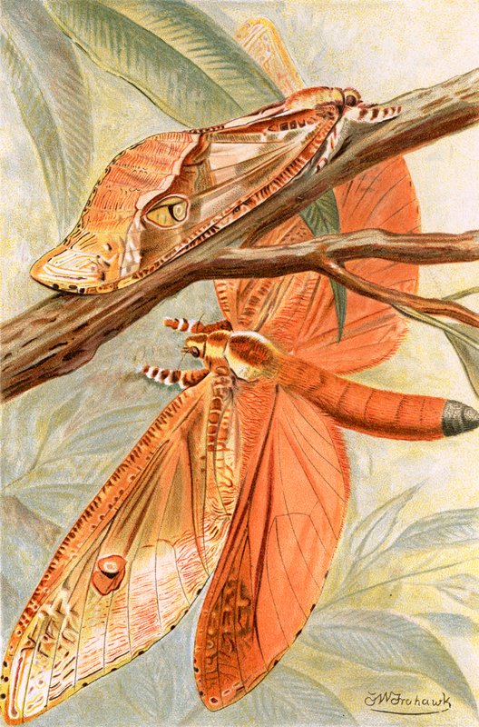Riesenschwärmer von Frederick William Frohawk
