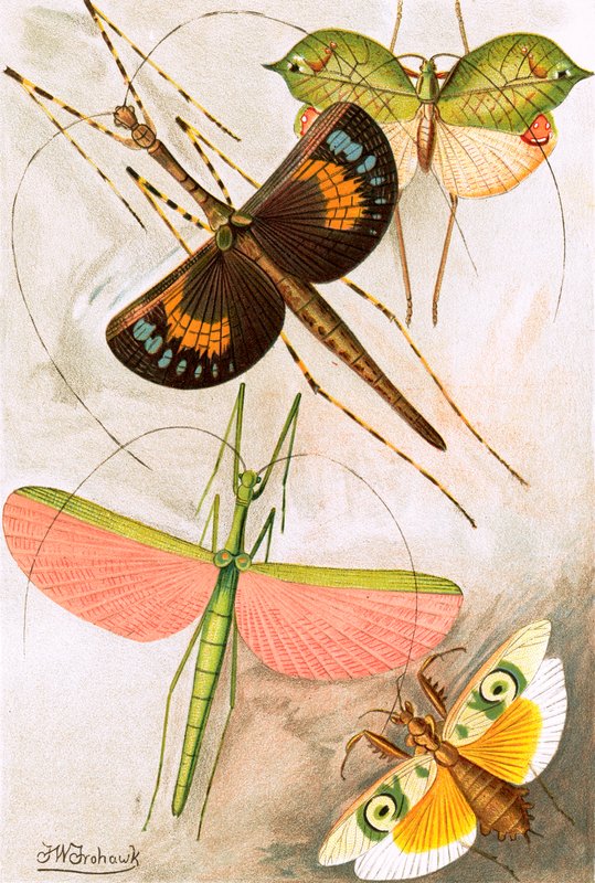 Orthoptera von Frederick William Frohawk