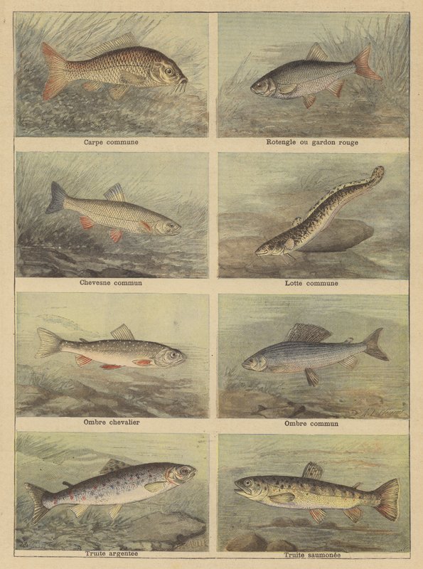 Süßwasserfische von French School