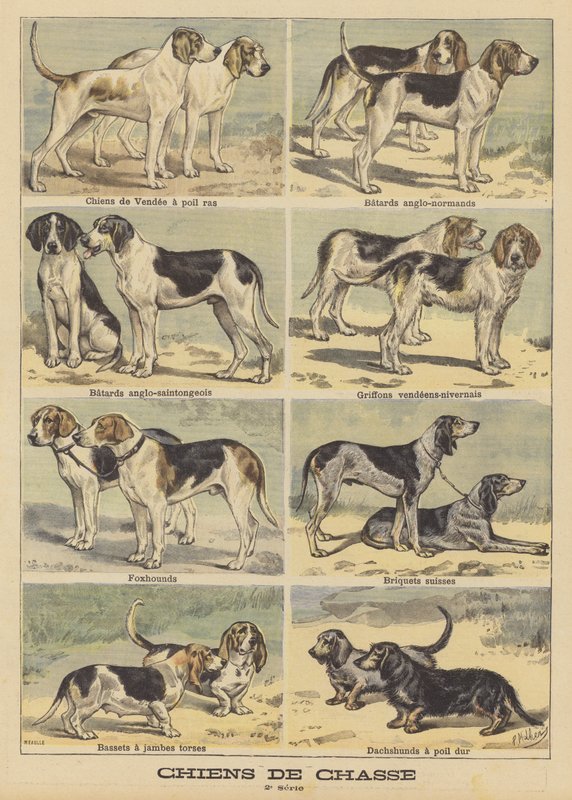 Jagdhunde von French School