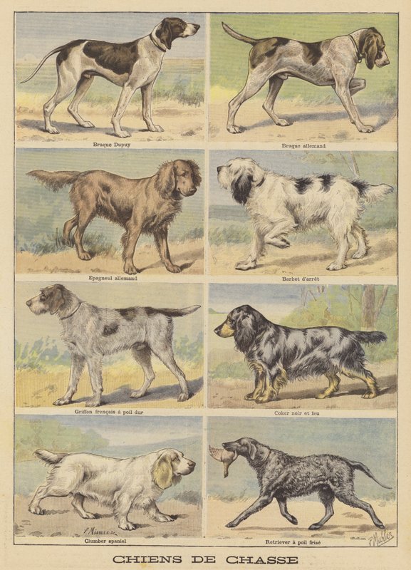 Jagdhunde von French School