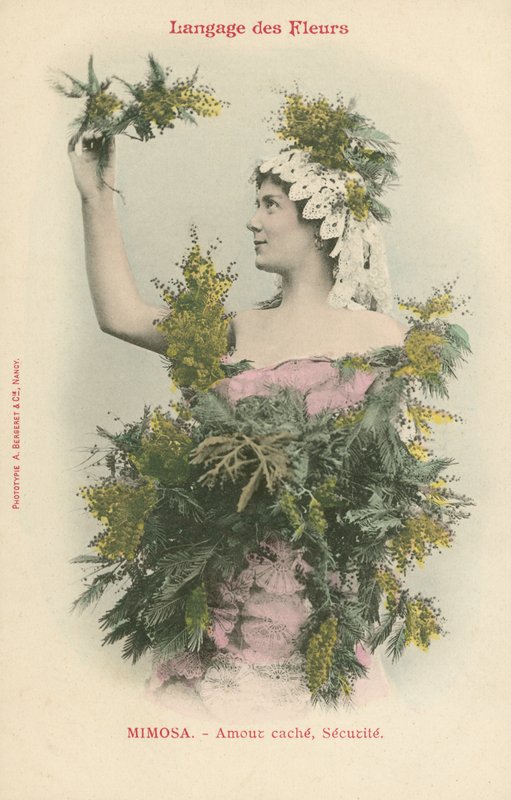 Sprache der Blumen, Mimose von French Photographer