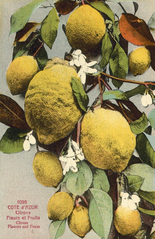Zitronen und Zitronenblüten von French Photographer
