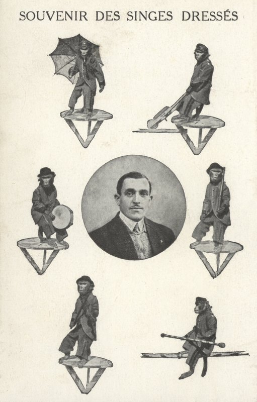Affen in Kostümen von French Photographer