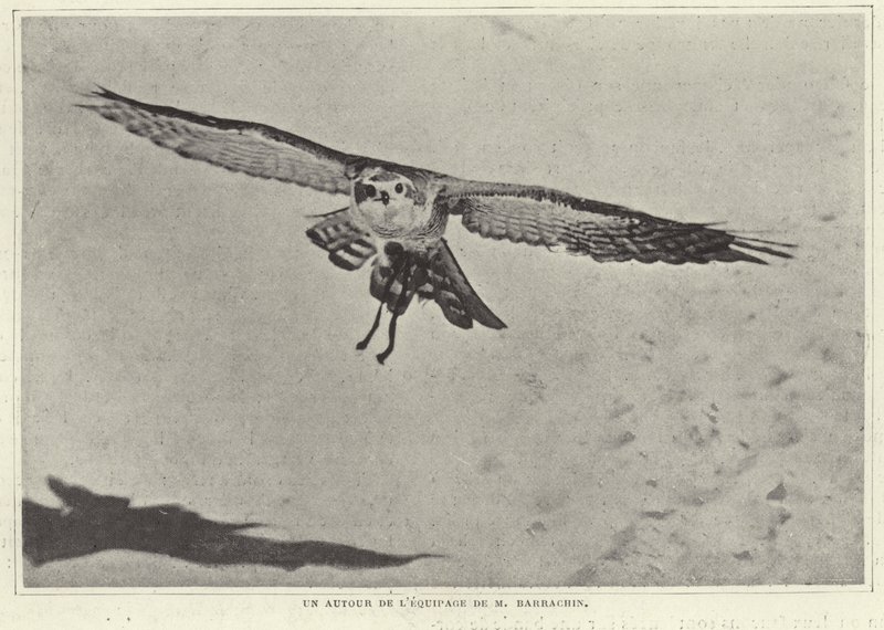 Einer der Vögel von M. Barrachin von French Photographer