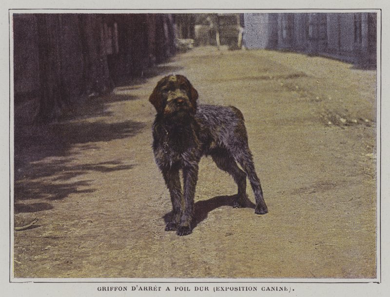 Drahthaariger Vorstehhund von French Photographer