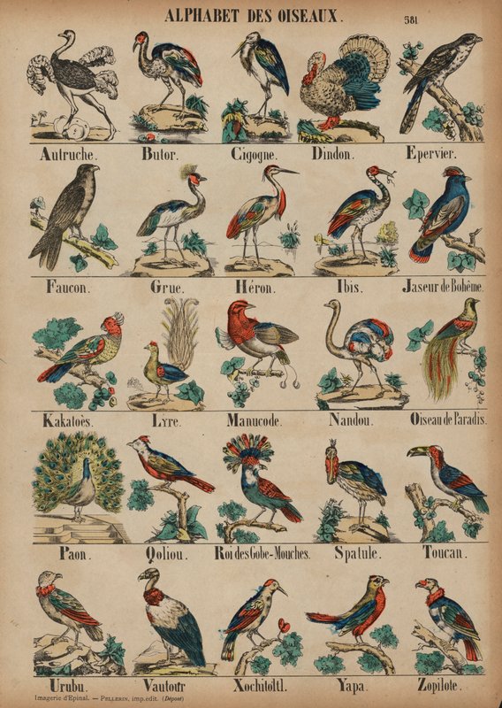 A bis Z der Vögel von French School