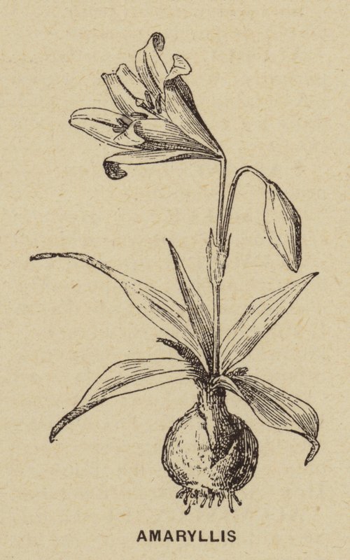 Amaryllis von French School