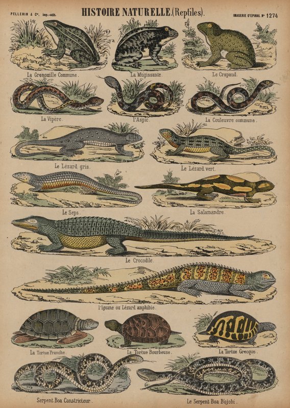 Amphibien und Reptilien von French School
