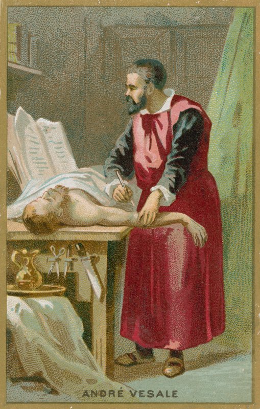 Andreas Vesalius von French School