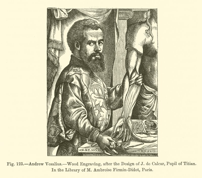 Andreas Vesalius (Gravur) von French School