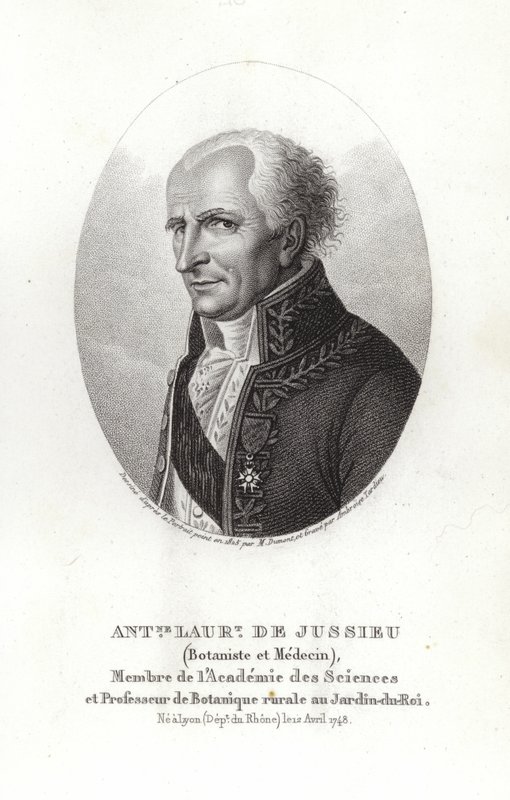 Antoine Laurent de Jussieu von French School