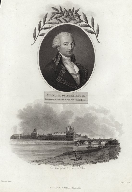 Antoine de Jussieu von French School
