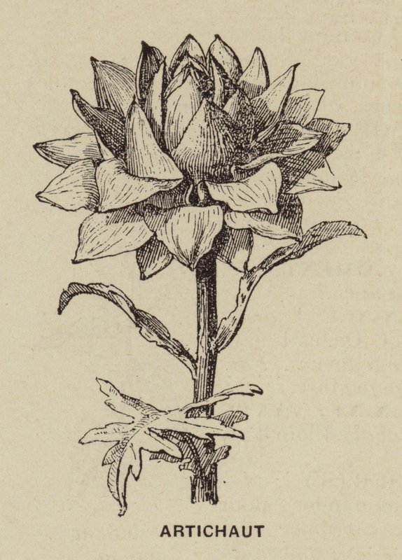 Artischocke von French School