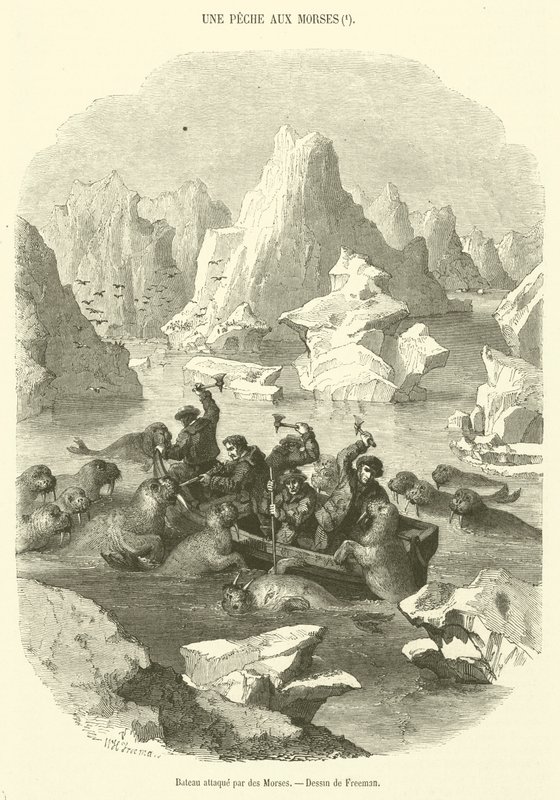 Boot von Walrossen angegriffen von French School