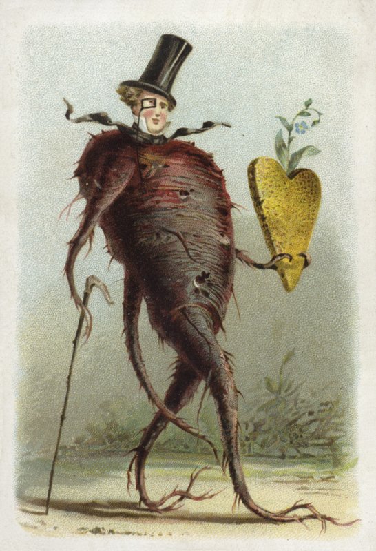 Rote Beete von French School