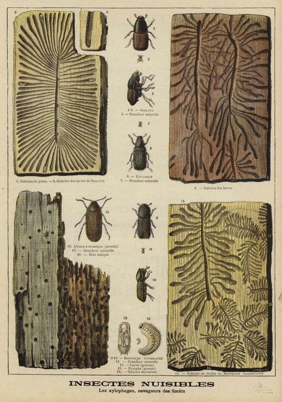 Bohrende Insekten, die Wäldern schaden von French School