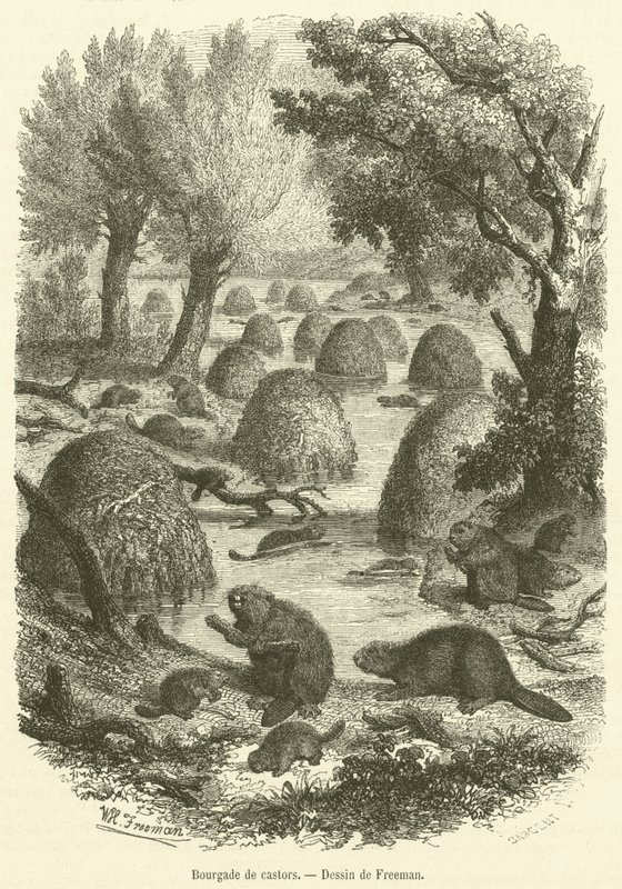 Biberkolonie (Gravur) von French School
