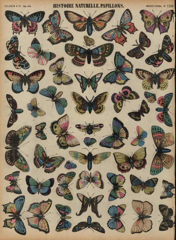 Schmetterlinge von French School