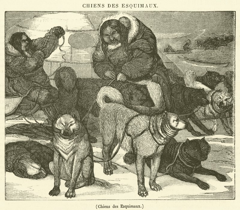 Eskimo-Hunde von French School