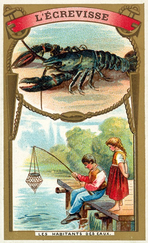 Krebs von French School