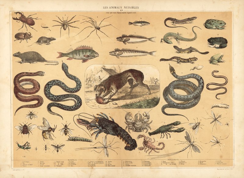 Gefährliche Tiere von French School