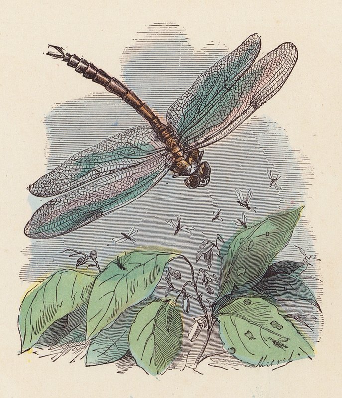 Libelle von French School