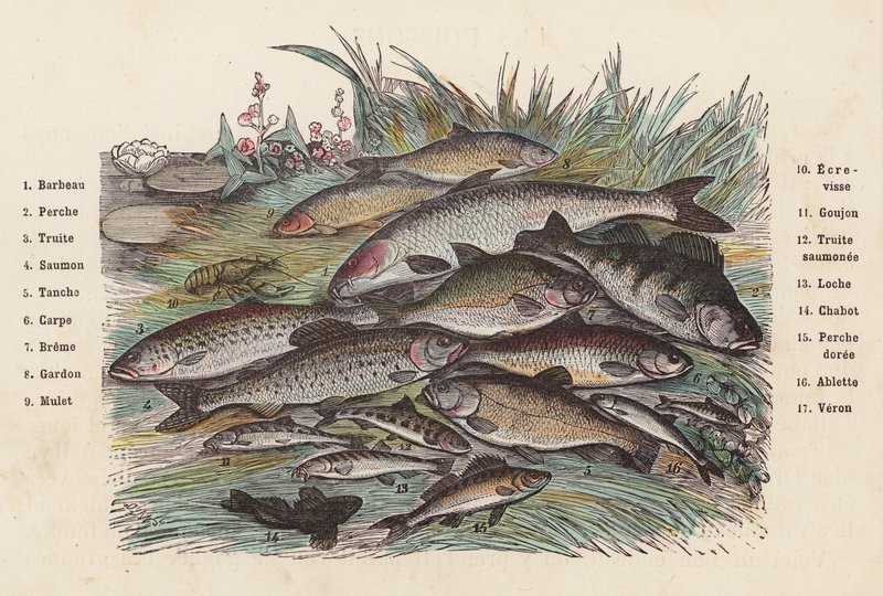 Fische von French School