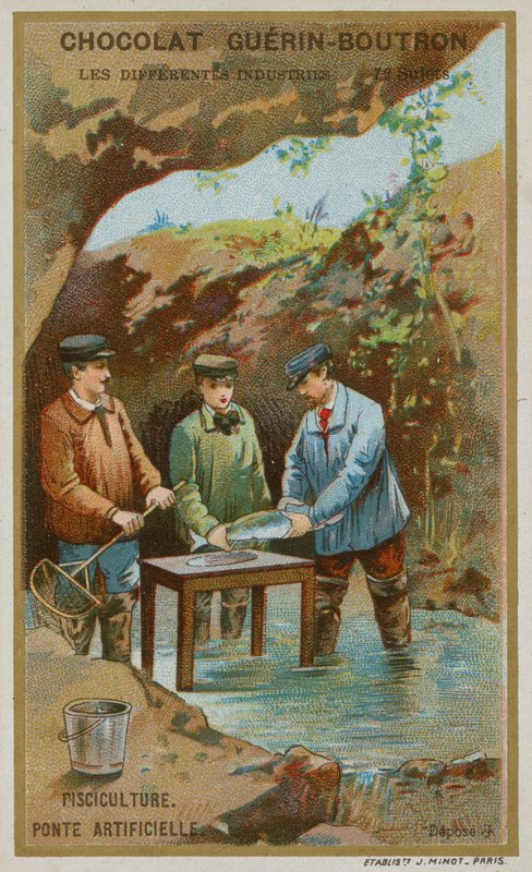 Fischzucht von French School