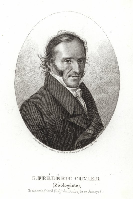 George Cuvier von French School