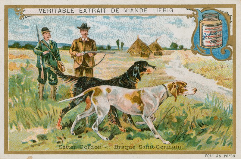 Gordon Setter und Braque St. Germain von French School
