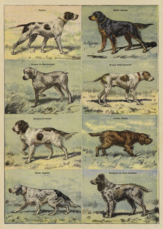 Jagdhunde von French School